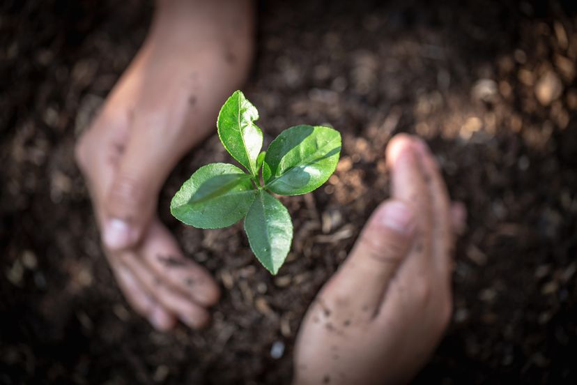 Ecology - Hands holding plant in soil